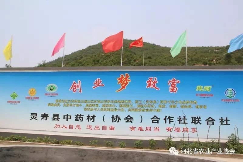 “靈壽丹參”成功注冊(cè)中國(guó)地標(biāo)產(chǎn)品、河北省著名商標(biāo)產(chǎn)品