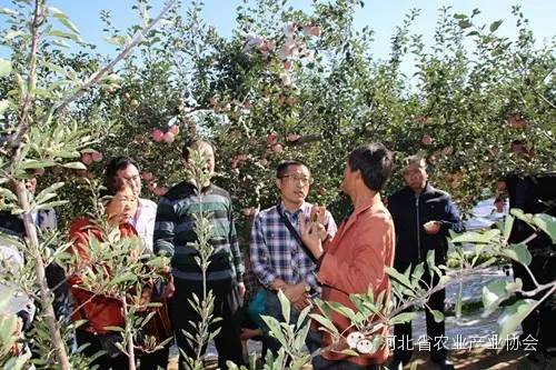 協(xié)會(huì)組團(tuán)赴慶陽(yáng)考察蘋果開(kāi)心形，收獲滿滿