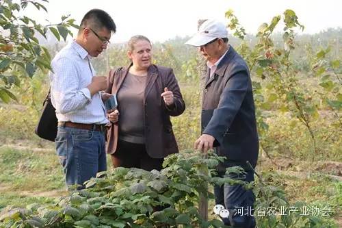保加利亞樹莓專家來我省進行樹莓栽培管理指導