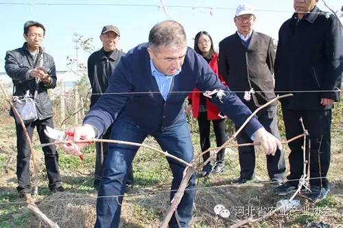 協(xié)會邀請格魯吉亞葡萄專家來我省技術指導