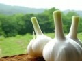 21種不噴農(nóng)藥自然防蟲的小秘密，你知道幾個