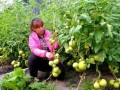 打頂、去杈、整枝，去葉原則必不可少！蔬菜去葉存在3個誤區(qū)