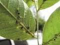 蚜蟲生長發(fā)育高峰期，試試這些防治方法