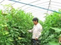 整枝不講究，滿園都是病