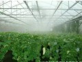 白天高溫炎熱，晚上棚室怎么辦？