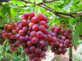 8月份高溫，葡萄樹要這樣管理，才會碩果累累