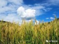 康春鵬：我國農(nóng)村電子商務(wù)發(fā)展形勢(shì)與走勢(shì)