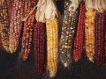 每畝交7元，最高獲賠850元！13省試點(diǎn)玉米保險補(bǔ)貼（含申請攻略）