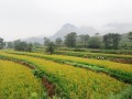 邯鄲、承德、唐山……河北各地大力發(fā)展特色產(chǎn)業(yè)，提升農(nóng)業(yè)質(zhì)量效益和競(jìng)爭(zhēng)力