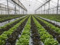 大棚蔬菜連作障礙怎么破？