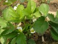 大棚草莓花期管理關(guān)鍵技術(shù)！