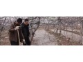 果園冬灌好處多，但是灌水時(shí)間要準(zhǔn)確