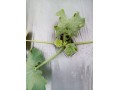 大棚西葫蘆“缺素”治不好？小心是病毒?。? width=
