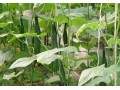 瓜類蔬菜裂蔓？誰說只有蔓枯病！還有這幾個(gè)原因