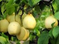 中國的特色農(nóng)產(chǎn)品優(yōu)勢產(chǎn)區(qū)都在哪兒？農(nóng)業(yè)農(nóng)村部遴選出148個！