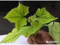 作物葉片發(fā)黃不知什么原因？答案都在這里！