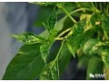 辣椒小葉病怎么防治？需注意辨明病因，對癥用藥
