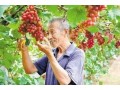 全省首批！河北這55縣區(qū)獲評農(nóng)產(chǎn)品“金字招牌”！快看有你家鄉(xiāng)嗎？