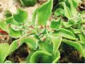 這種新型“水晶冰菜”，已成為餐桌新貴(附種植方法)