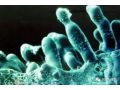 什么是真菌病害？什么是細(xì)菌病害？如果不懂后果很嚴(yán)重