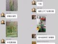 5月，讓小麥減產(chǎn)50%的病蟲(chóng)都來(lái)了！抓緊防治！