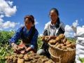 農(nóng)業(yè)農(nóng)村部副部長屈冬玉：2.6億小農(nóng)戶如何銜接現(xiàn)代農(nóng)業(yè)？