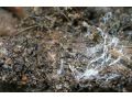 果樹根部病害連認都認不全？真的該上點心了 ！