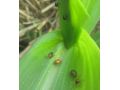 省植保站發(fā)布：褐足角胸葉甲進入危害始盛期 抓緊防治！