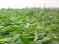 持續(xù)降雨，你家的玉米倒了嗎？倒伏之后扶不扶？