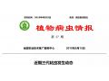 拯救玉米：除了遷徙來的妖蛾子，三代粘蟲已大面積暴發(fā)。