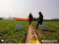 朝陽匯豐小分子+分子有序化技術在安國應用，半夏增產151%