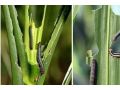 省植保站發(fā)布：這幾種大蟲子同時來禍害玉米，后果嚴重，抓緊防治！