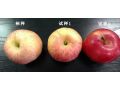 蘋果上色慢、紅度差，怎么辦？影響色度的原因有哪些？