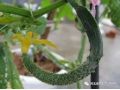 黃瓜彎瓜原因已找全，現(xiàn)在一定要避免！