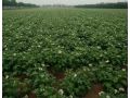 二、三、四膜種植馬鈴薯技術(shù)，4月底上市