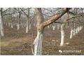 今年冬天有點(diǎn)冷，果樹(shù)冬春發(fā)生凍害后怎么辦？