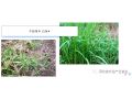 你家地里如果有這些惡性雜草，試試這個配方，一遍干凈