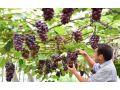 休眠期、萌芽期、開花期、新稍期、膨果成熟期的整套溫度管理