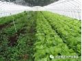 大棚蔬菜種植的7大誤區(qū)！菜農(nóng)們一定要記住大棚蔬菜種植的7大誤區(qū)！菜農(nóng)們一定要記住