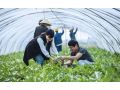 加拿大有機(jī)農(nóng)業(yè)能給我國帶來哪些啟示？